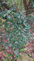Syzygium elliptifolium