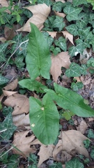 Arum elongatum