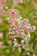Crape Myrtle (Lagerstroemia)