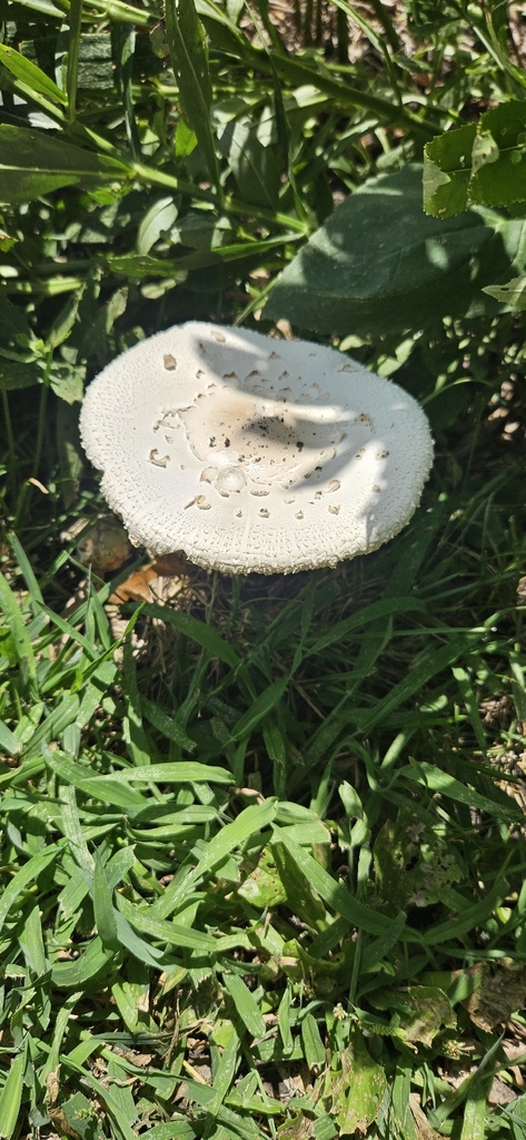 Green-spored Parasol · July 2026 · photo: Photo: (c) Robert Hoard, some rights reserved (CC BY) · iNaturalist