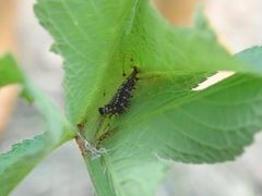 Polygonia c-aureum lunulata