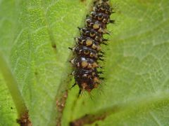 Polygonia c-aureum lunulata