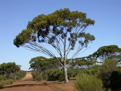 Eucalyptus ornata