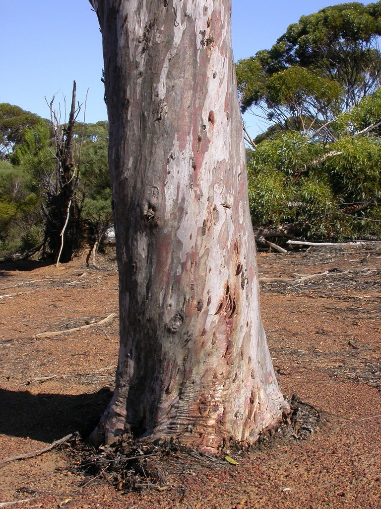 Eucalyptus ornata 4