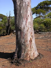 Eucalyptus ornata