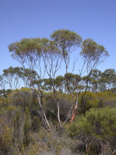 Olive-leaved Mallee (Eucalyptus olivina)