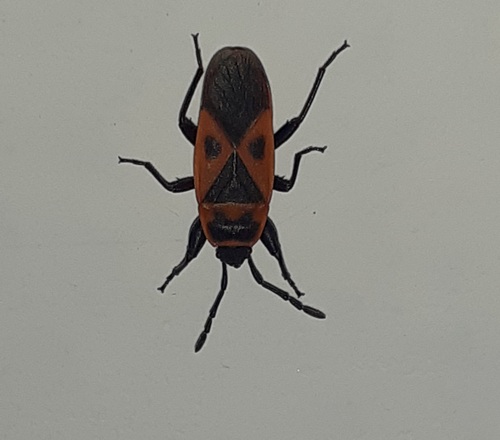 Mediterranean red bug