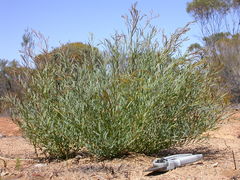 Eucalyptus olivina