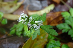 Sanicula petagnioides