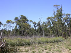 Eucalyptus latens