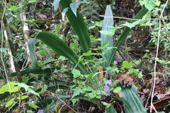 Rohdea fargesii