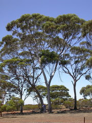 Eucalyptus recta