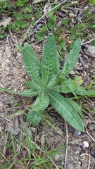 Cirsium arvense vestitum