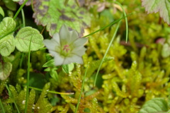 Gentiana flavomaculata