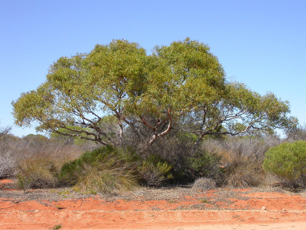Eucalyptus selachiana