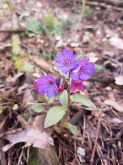 Pulmonaria obscura