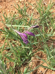 Gladiolus atroviolaceus