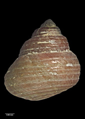 Micrelenchus sanguineus