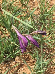 Gladiolus atroviolaceus