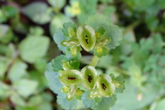 Chrysosplenium japonicum