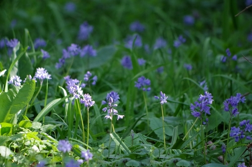 Scilla bithynica