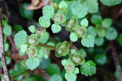 Chrysosplenium formosanum