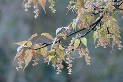 Acer caudatifolium