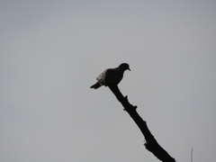 Streptopelia decaocto
