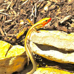 Plestiodon fasciatus