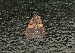 Hydrillodes funestalis