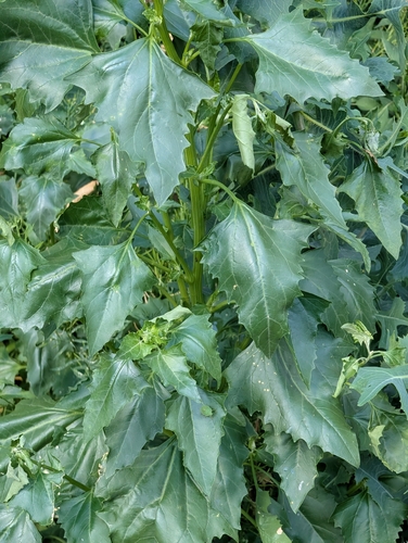 Oxybasis urbica, photograph 6