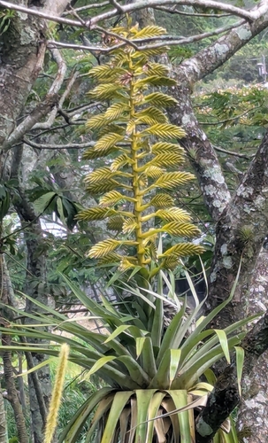 Tillandsia oerstediana, photograph 1