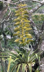 Tillandsia oerstediana