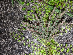 Image of Euphorbia dioeca