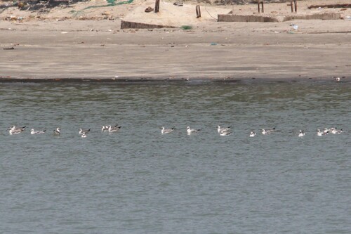 iNaturalist image