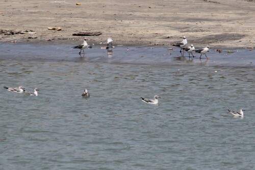 iNaturalist image