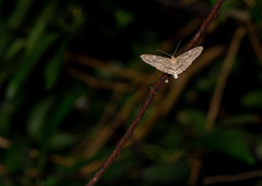 Percnia fumidaria