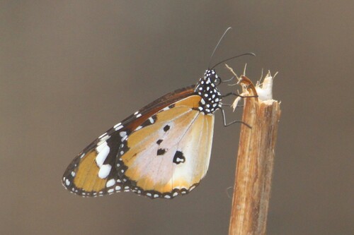 Plain Tiger Butterfly