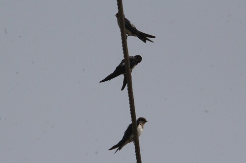 Wire-tailed Swallow