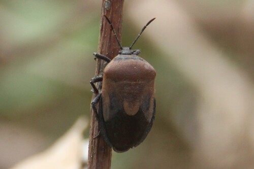 Coridius viduatus