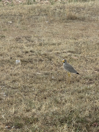 iNaturalist image