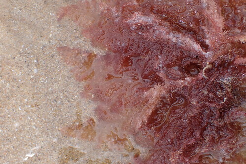 Heterosiphonia observed 2026-07-13