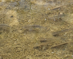 Cyprinodon nevadensis