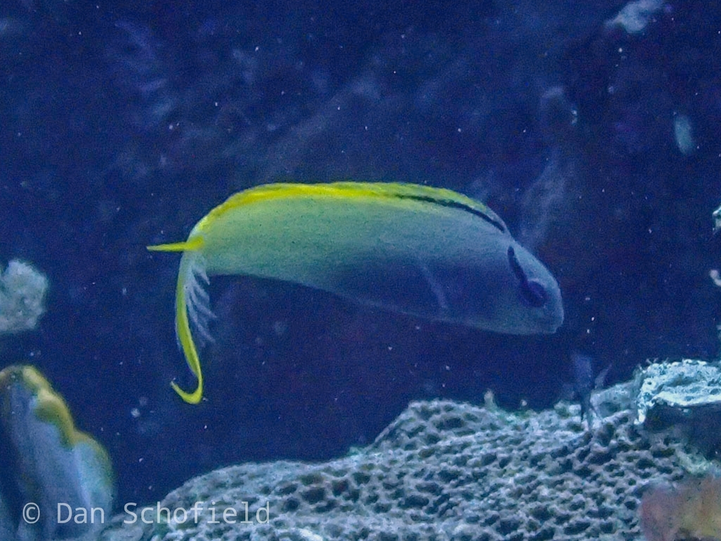 Eyelash Fangblenny