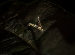 Cyphosticha panconita