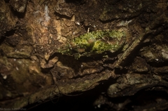 Sorolopha delochlora