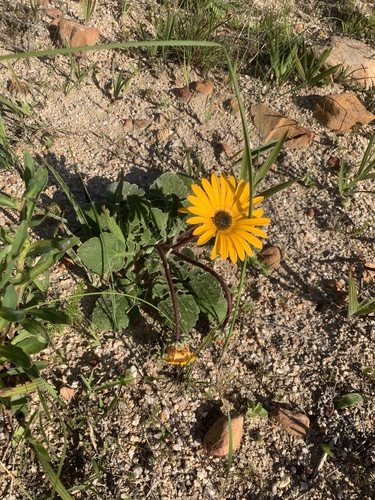 Arctotis acaulis, photograph 4