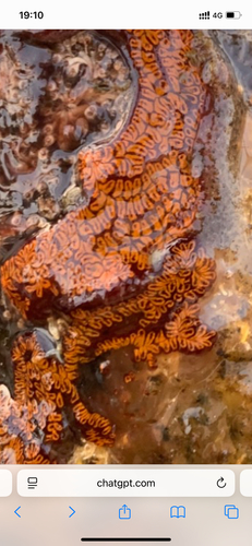 Botrylloides niger