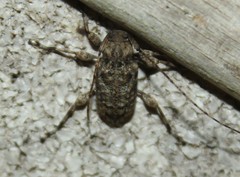 Leptostylus