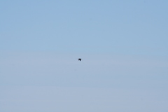 Phalacrocorax capensis